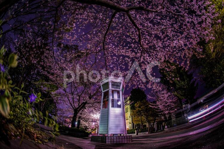 満開の夜桜と横浜元町の電話ボックス 桜,建造物,電話ボックスの写真素材