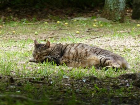 Photo, cat, color, handle, 