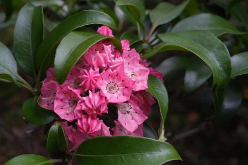 カルミア(アメリカシャクナゲ) カルミア(アメリカシャクナゲ) カルミア,アメリカシャクナゲ,春の花の写真素材
