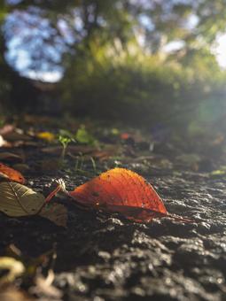 光に透ける一枚の秋 落ち葉,紅葉,秋の写真素材