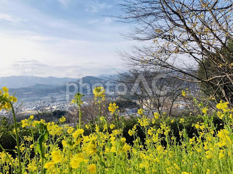 田舎の青と黄色のコントラスト 田舎,菜の花,グラデーションの写真素材
