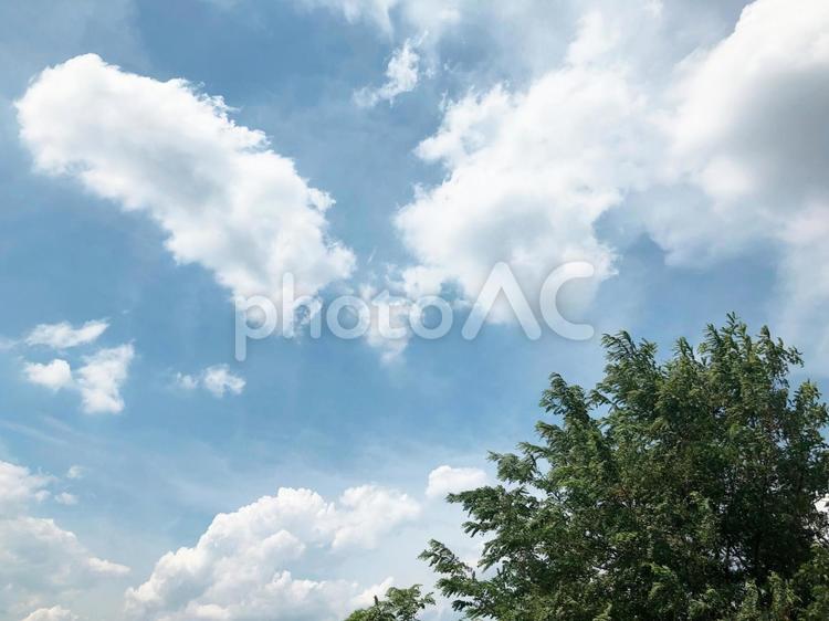 白い雲と木 空,雲,晴れの写真素材