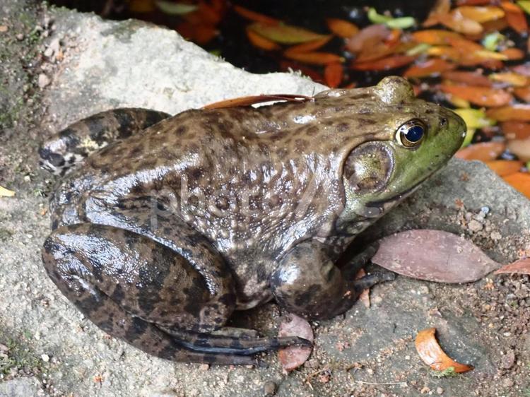 ウシガエル？＠奈良 春日大社 カエル,蛙,かえるの写真素材