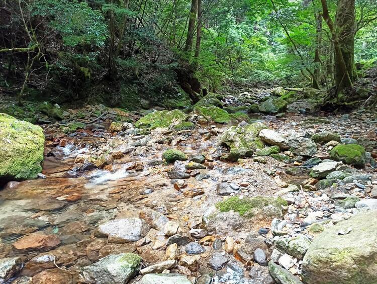 森の中の川 森,山,川の写真素材