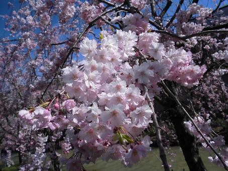 美しいピンクのしだれ桜の花 美しいピンクのしだれ桜の花の写真