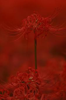 曼殊沙華 曼殊沙華の写真