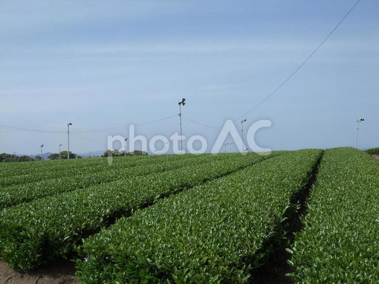 牧の原大地　一面の茶畑　扇風機 茶畑,新茶,新芽の写真素材