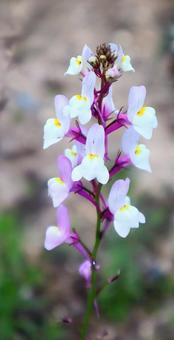姫金魚草 リナリア,花,flowerの写真素材