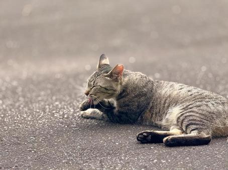 前足を舐めるキジトラ猫 前足を舐めるキジトラ猫の写真