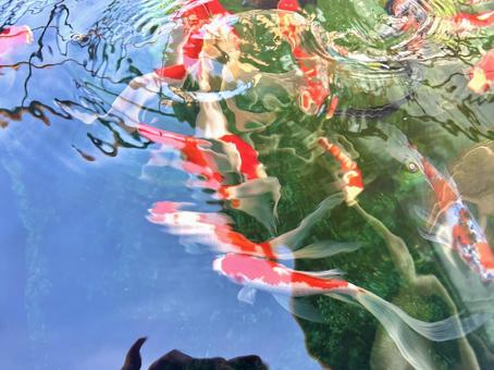 金魚の写真