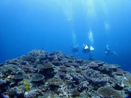 沖縄の海とダイバー ダイバー,ダイビング,海の写真素材