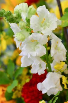 金魚草 金魚草,フラワー,きれいの写真素材