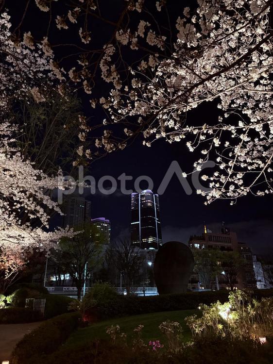 六本木ヒルズからの麻布台ヒルズ　桜 さくら,サクラ,六本木の写真素材