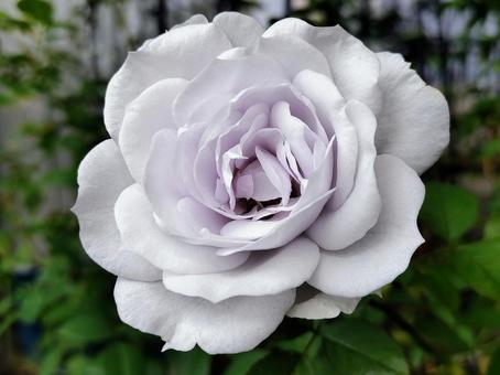 ベランダのバラ・ポルトブルー バラ,薔薇,ポルトブルーの写真素材