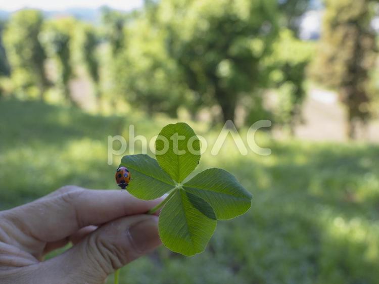 幸せのよつ葉とてんとう虫 よつ葉,てんとう虫,幸運の写真素材