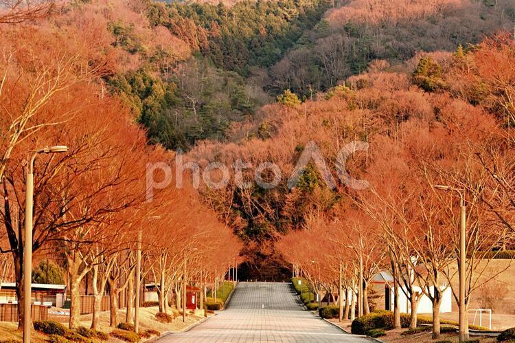 冬の瀬野川公園 瀬野川公園,広島,冬の写真素材