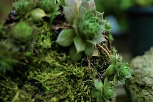 苔と多肉植物 苔と多肉植物の写真