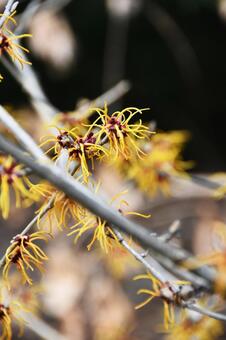 マンサク マンサク,満作,万作の写真素材