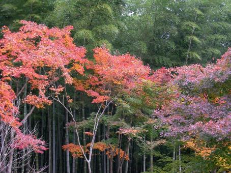 天龍寺 京都 天龍寺 京都の写真
