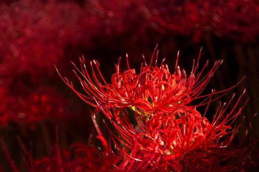 熊本-【番所の棚田の彼岸花】 熊本,番所,棚田の写真素材