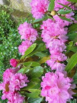 石楠花♪ 石楠花♪の写真