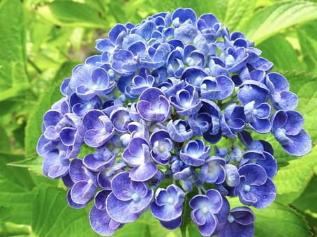 2色の紫陽花 2色の紫陽花 アジサイ,あじさい,青の写真素材