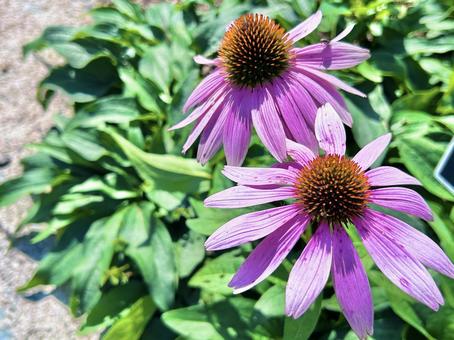 コーンフラワー ガーデニング,植物,花の写真素材