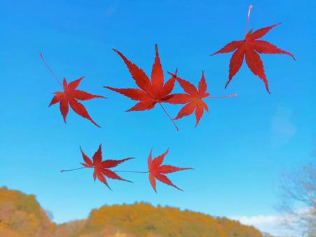 舞う紅葉 紅葉,黄葉,もみじの写真素材