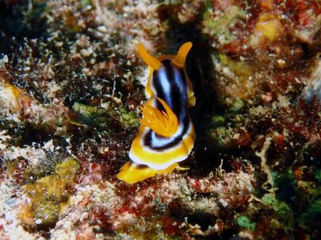 シライトウミウシ ウミウシ,ダイビング,海の写真素材