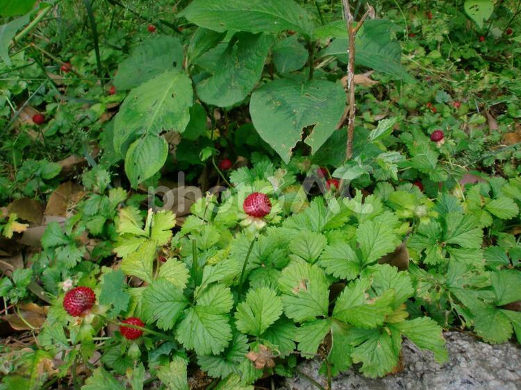 森の野イチゴ畑 森の中の野イチゴ畑,野イチゴ,野イチゴ畑の写真素材