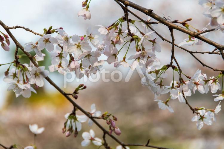 桜の花の季節 桜,花,淡いの写真素材