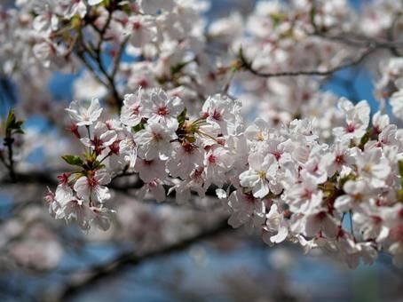 日差しを浴びる満開の白い桜 日差しを浴びる満開の白い桜の写真