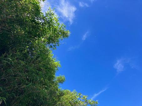 真夏の林と青空 真夏の林と青空 空,日差し,自然の写真素材