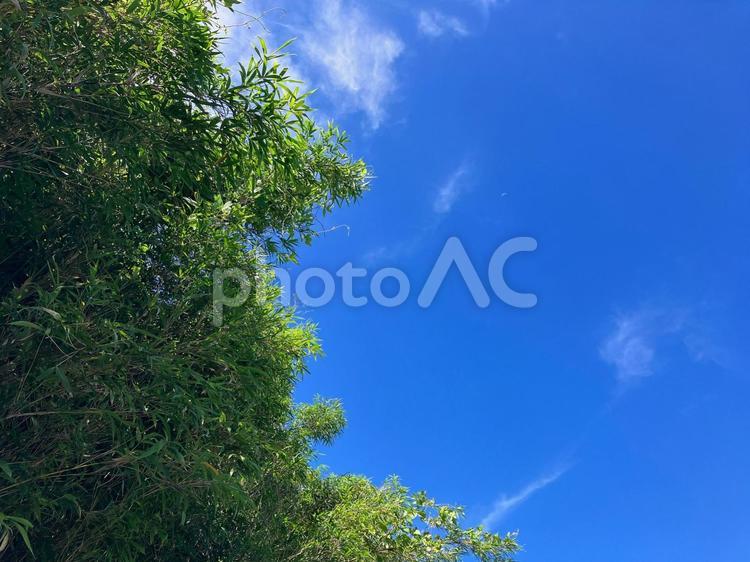 真夏の林と青空 空,日差し,自然の写真素材