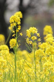 ナノハナ・菜の花 マクロ 草花,ナノハナ,冬春の写真素材