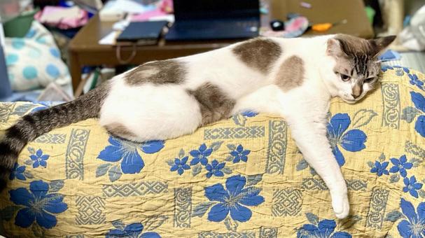 だらけるシャムミックス猫様 だらけるシャムミックス猫様の写真