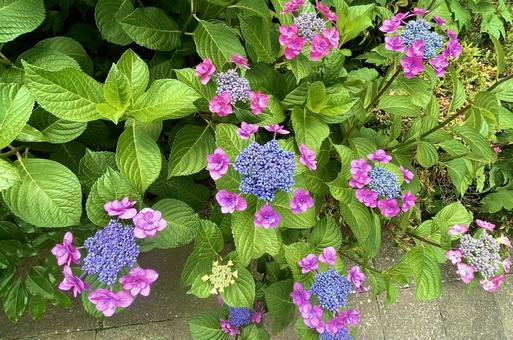 あじさい あじさい,紫陽花,アジサイの写真素材