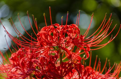 彼岸花のクローズアップ 彼岸花のクローズアップ ヒガンバナ,曼珠沙華,赤い花の写真素材