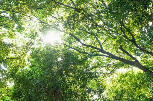 新緑の木々に差し込む太陽 緑,自然,新緑の写真素材