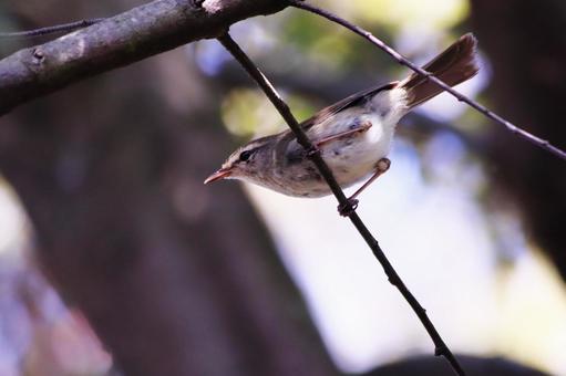 枝にとまる野鳥のウグイス 鳥,ウグイス,自然の写真素材