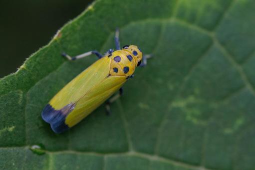 葉に止まるツマグロオオヨコバイ 葉に止まるツマグロオオヨコバイ 昆虫,虫,緑の写真素材