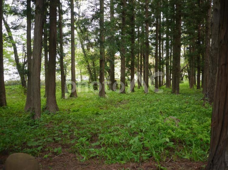 緑が豊かな自然のイメージ 緑,木,林の写真素材