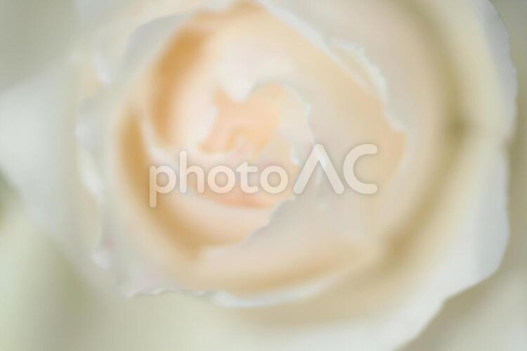 ほんのりピンクの白い薔薇 バラ,白,淡いの写真素材