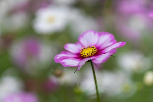 Cosmos field, pretty pink flowers, JPG