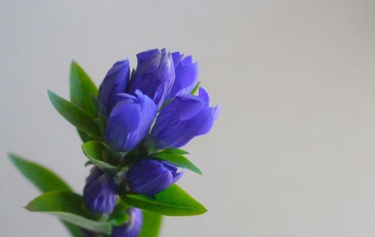 青色の花 青色の花の写真