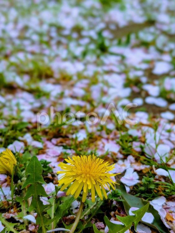 タンポポと散り積もったサクラの花びら 花,桜,タンポポの写真素材