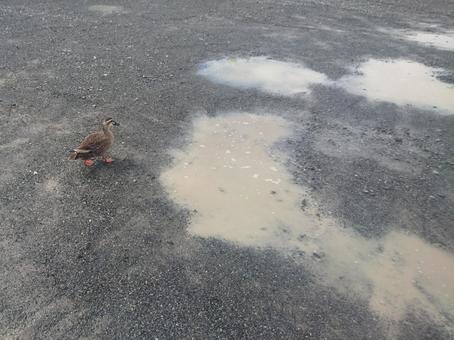 駐車場にいた野鳥 駐車場にいた野鳥の写真