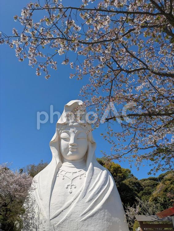 大船観音 桜,木,春の写真素材