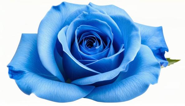 青い薔薇のクローズアップ(背景透過) 青い薔薇のクローズアップ(背景透過)の写真