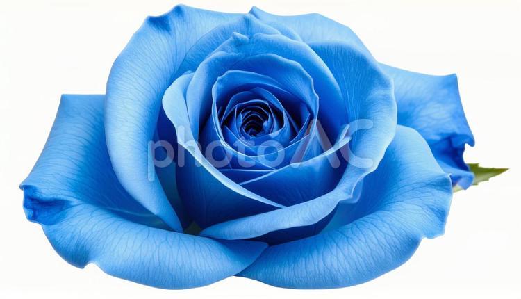 青い薔薇のクローズアップ（背景透過） ブルーローズ,薔薇,花の写真素材